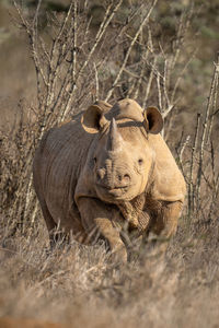 Black rhino