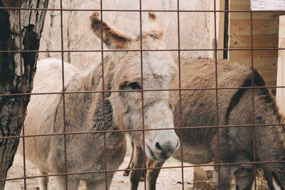 View of two donkeys in zoo