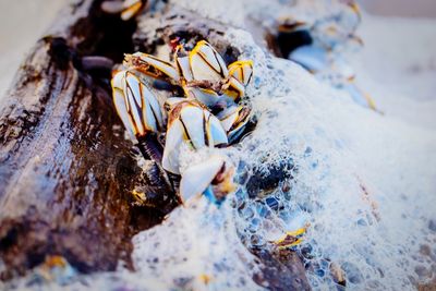 Close-up of crab
