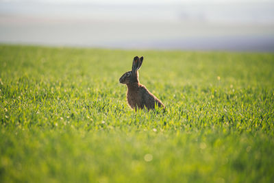 Rabbit on grassy field