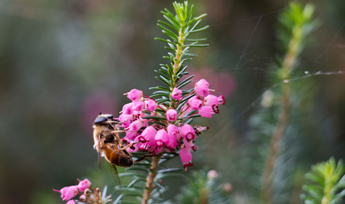 Close-up of honey bee on pink flower