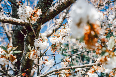 White cherry flowers blossoming on the branch in spring season against blue sky