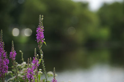 Close-up of purple flowering plant