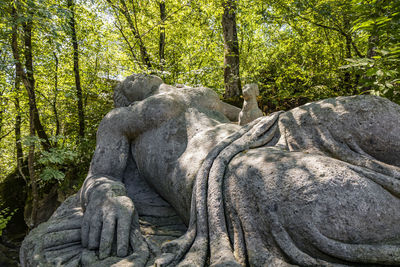 View of elephant in forest