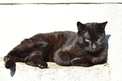 Portrait of black cat lying on wall