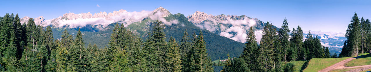 Panoramic view of pine trees in forest against sky