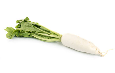 Close-up of leaf over white background