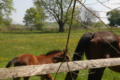 Horse in the field