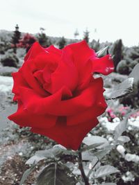 Close-up of red rose blooming against sky