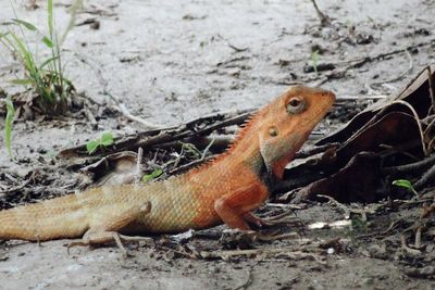 Close-up of lizard on field