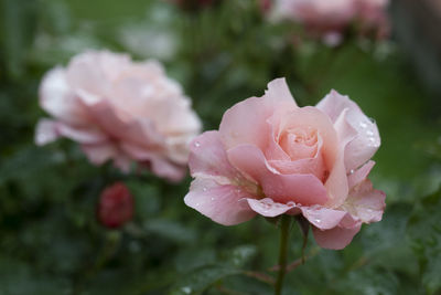 Close-up of pink rose