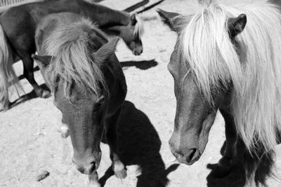 High angle view of horses on field