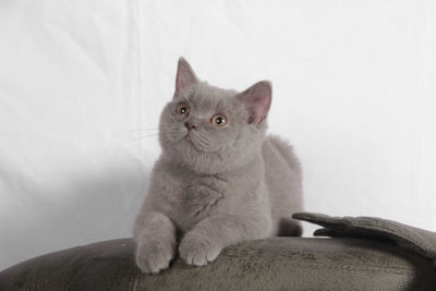 Portrait of cat sitting on sofa at home