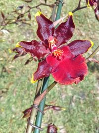 Close-up of red flowers