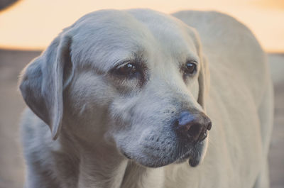 Close-up portrait of dog looking away