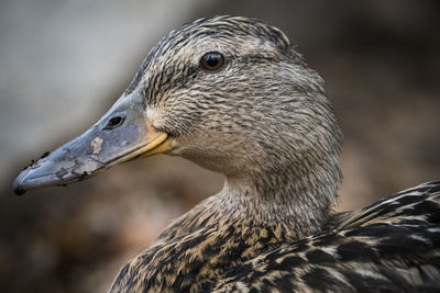 Close-up of a bird