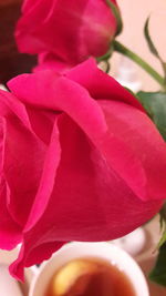 Close-up of red flower