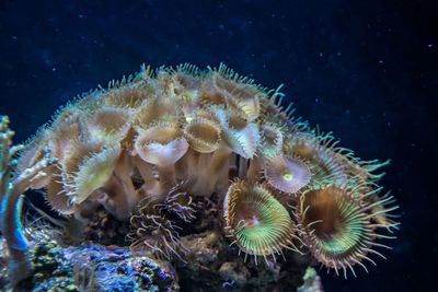 Close-up of bright vibrant coral underwater in sea. 