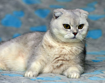 Close-up portrait of a cat