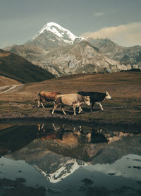 Cows by water against mountain