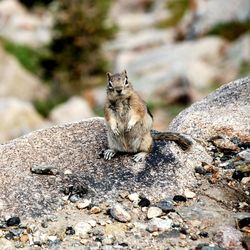 Close-up of squirrel on rock