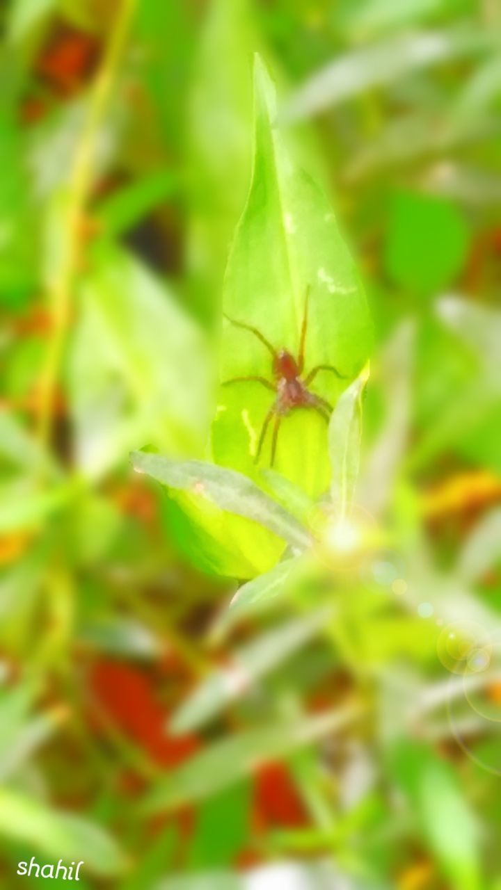 growth, leaf, green color, close-up, plant, focus on foreground, nature, freshness, selective focus, beauty in nature, fragility, day, outdoors, no people, green, flower, stem, bud, insect, beginnings