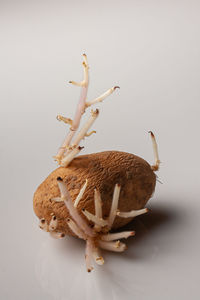 Close-up of crab on table against white background