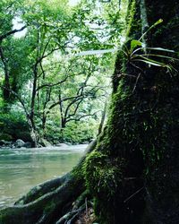 Trees growing in forest