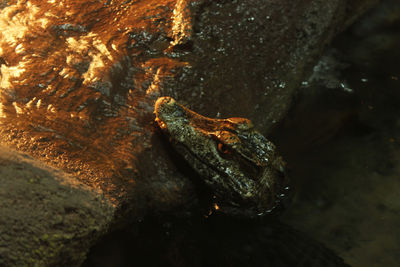 Close-up of frog on rock