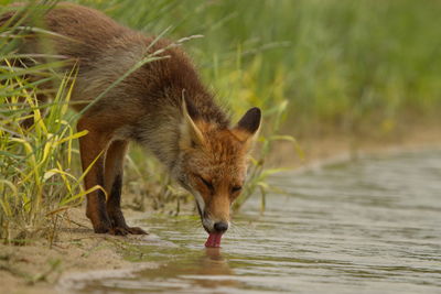 Fox drinking water in lake