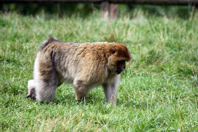 Side view of sheep on field