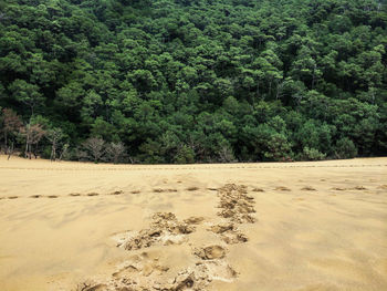 Scenic view of trees on landscape