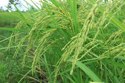 Full frame shot of crops growing on field