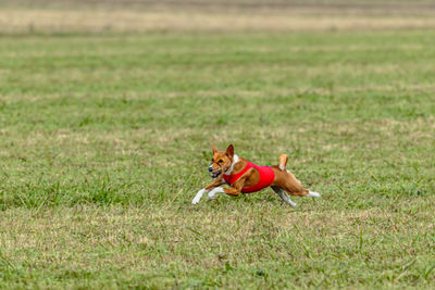 Running basenji dog in red jacket across the meadow on lure coursing competition