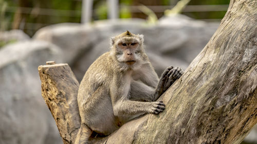 Portrait of monkey sitting on tree