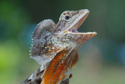 Close-up of lizard with mouth open