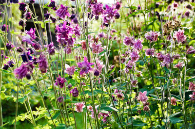 Close-up of purple flowering plants on field