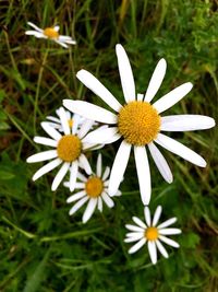 High angle view of white flowers blooming on field