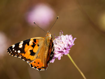 Close-up of butterfly pollinating on purple flower