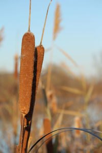 Close-up of plant on field against sky