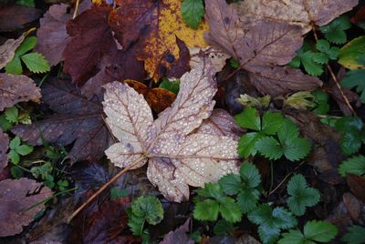 High angle view of wet leaves fallen on field during autumn