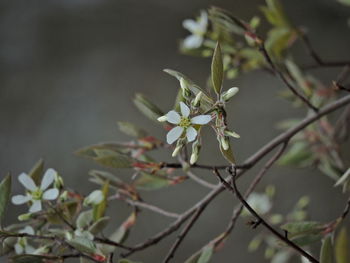 Close-up of white flowering plant