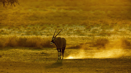 Rear view of man walking on field