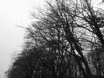 Low angle view of bare trees against clear sky