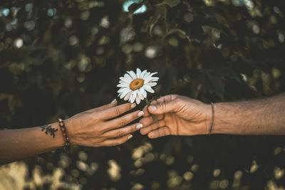 Cropped hand of man giving flower to woman