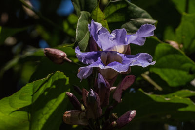 Close-up of purple flowers