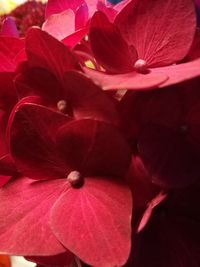 Close-up of red flowers