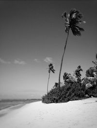 Palm trees against sky