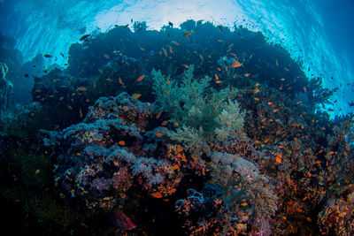 Fish in sea