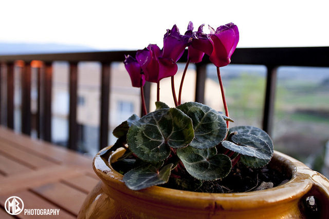 focus on foreground, flower, close-up, pink color, decoration, day, fragility, freshness, no people, hanging, plant, petal, table, outdoors, art and craft, still life, nature, built structure, metal